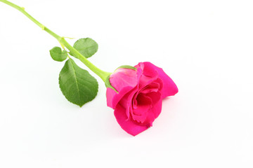Single pink rose on white floor.