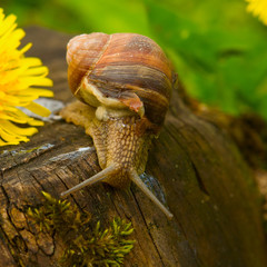 Snail on a mission