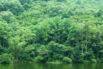 lake with green tree