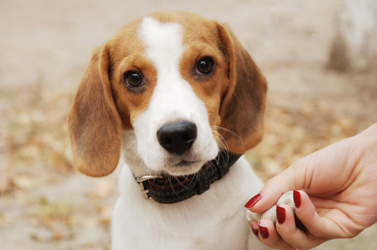 A beautiful beagle dog outdoor  portrait