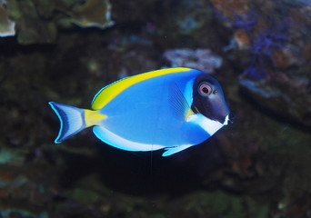 tropical sea surgeon fish in aquarium