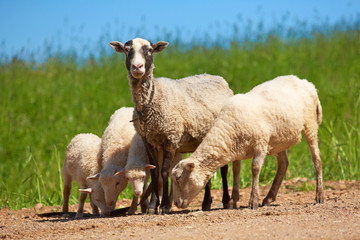 Sheep and lambs