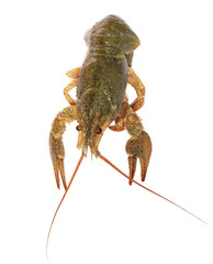 crawfish on white background