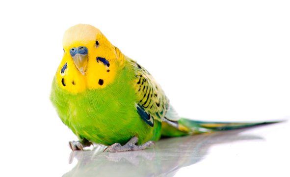 perruche verte et jaune