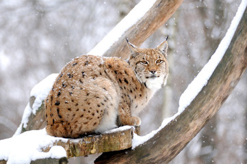 Lynx in winter
