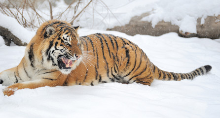 Tiger