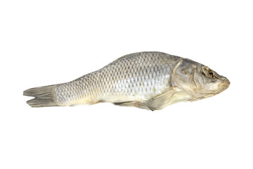 Fototapeta premium Dried fish allocated on a white background