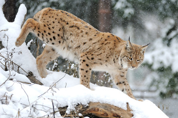 Lynx in winter