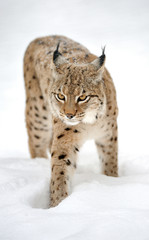 Lynx in winter