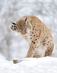 Lynx in winter