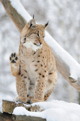 Lynx in winter