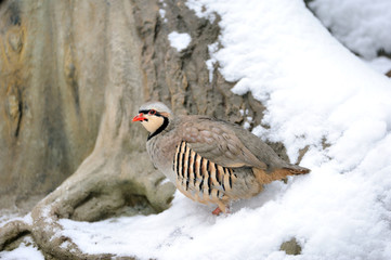 Partridge in winter