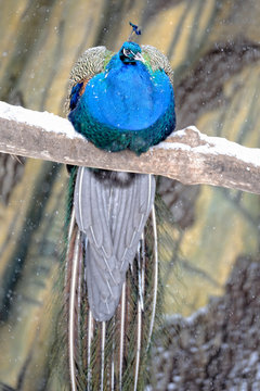 Peacock