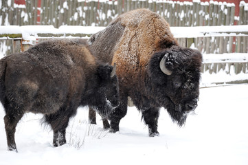 Bison in winter