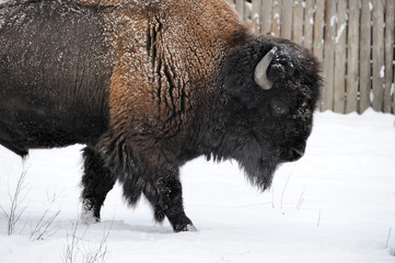 Bison in winter