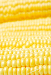 Corn  closeup