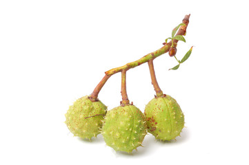Chestnut branch with leaves isolated on white background