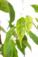 Ficus leaves closeup