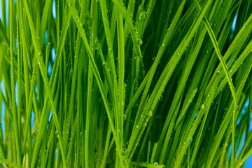 Fototapeta na wymiar Green grass closeup