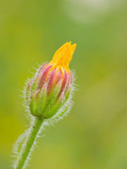 Beautiful bud of wild flower.