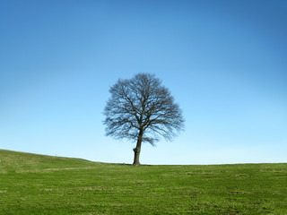 Obraz premium Tree on autumn day