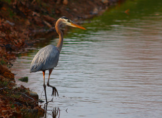 Blue heron fishing on a lake bank in sunset light