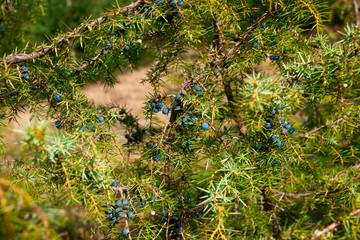 Juniper twig and berries