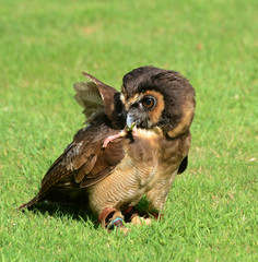 Owl Eating Chick