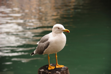 seagull