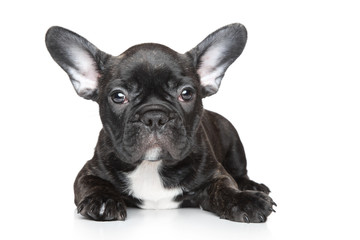 French bulldog puppy on a white background