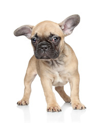 French bulldog puppy on a white background