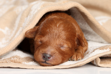 Poodle puppy (one week) warped in blanket