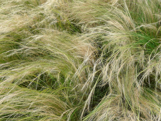 Fiedergras, Nassella tenuissima