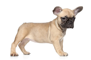 French bulldog puppy on a white background