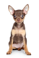 Russian toy terrier puppy