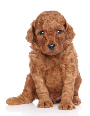 Miniature poodle puppy on white background