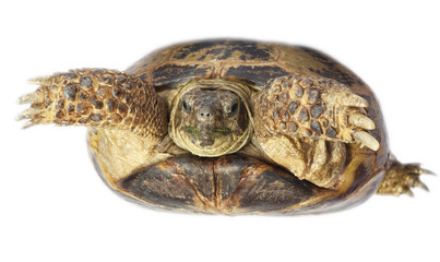 Obraz premium tortoise isolated on white background