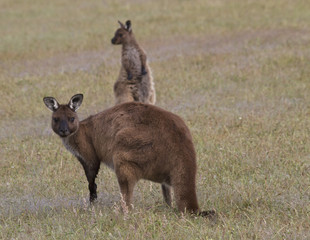 Naklejka na ściany i meble Kangaroo in the Wild