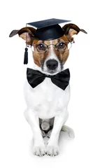Cercles muraux Chien fou graduated dog