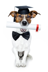 graduated dog with diploma - obrazy, fototapety, plakaty