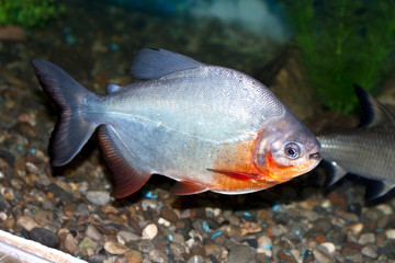 Piranha fish