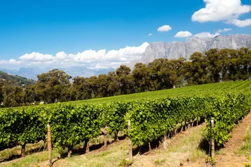 Fotobehang vineyard in Stellenbosch, Cape Town, South Africa © michaeljung