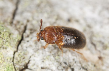 triphyllus bicolor, hairy fungus beetle