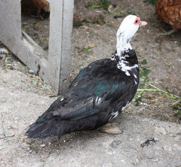 canada goose