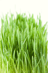 Fototapeta na wymiar Close-up of fresh green grass, over white background