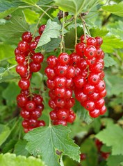 Red currants