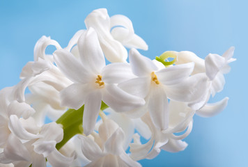 Beautiful flower hyacinth