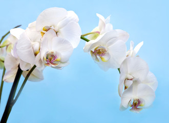 Beautiful flower Orchid, phalaenopsis