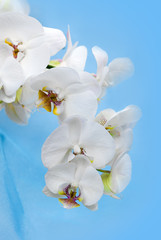 Fototapeta na wymiar Beautiful flower Orchid, phalaenopsis