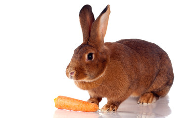 lapin sur fond blanc